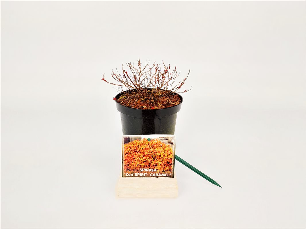 Spiraea jap. &