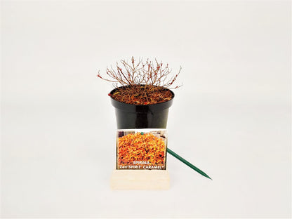 Spiraea japonica &