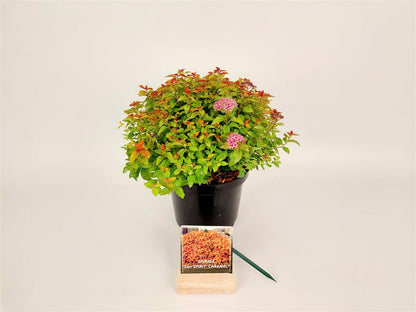 Spiraea japonica &