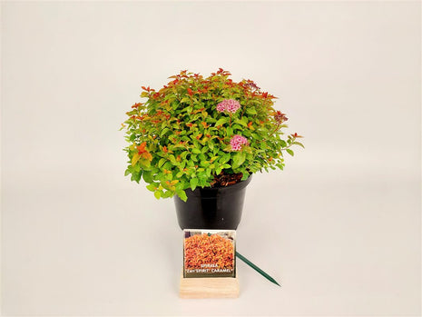 Spiraea jap. 'Zen"Spirit' Caramel®