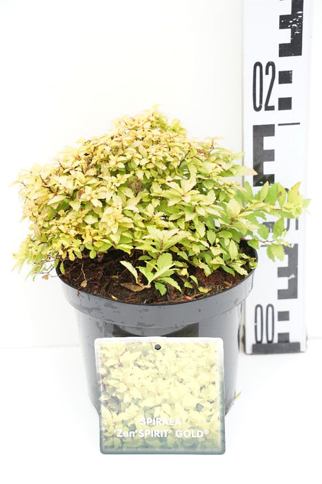 Spiraea jap. 'Zen'Spirit® Gold'