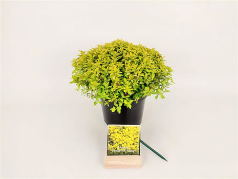 Spiraea jap. 'Zen'Spirit® Gold'