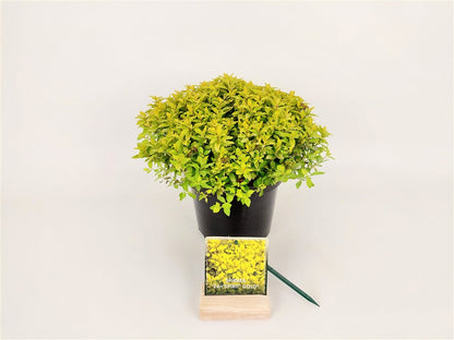 Spiraea japonica &