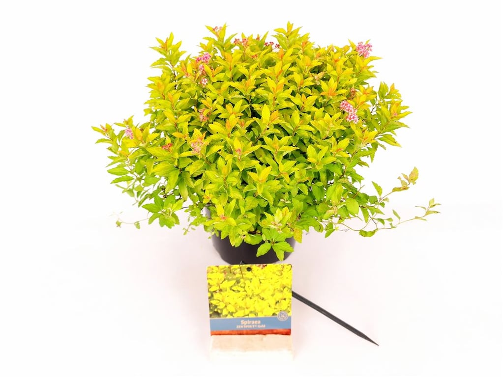 Spiraea jap. &