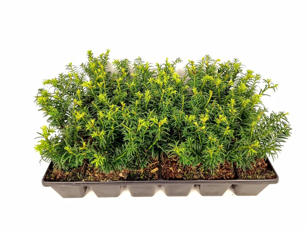 Taxus b. &