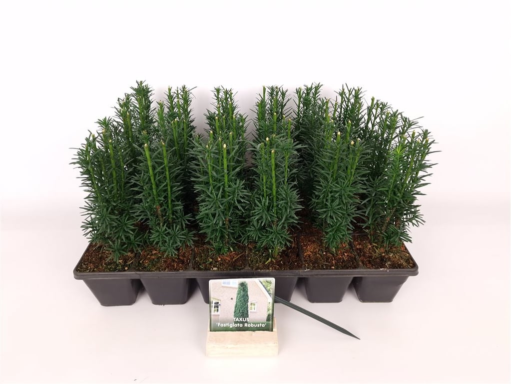 Taxus b. &