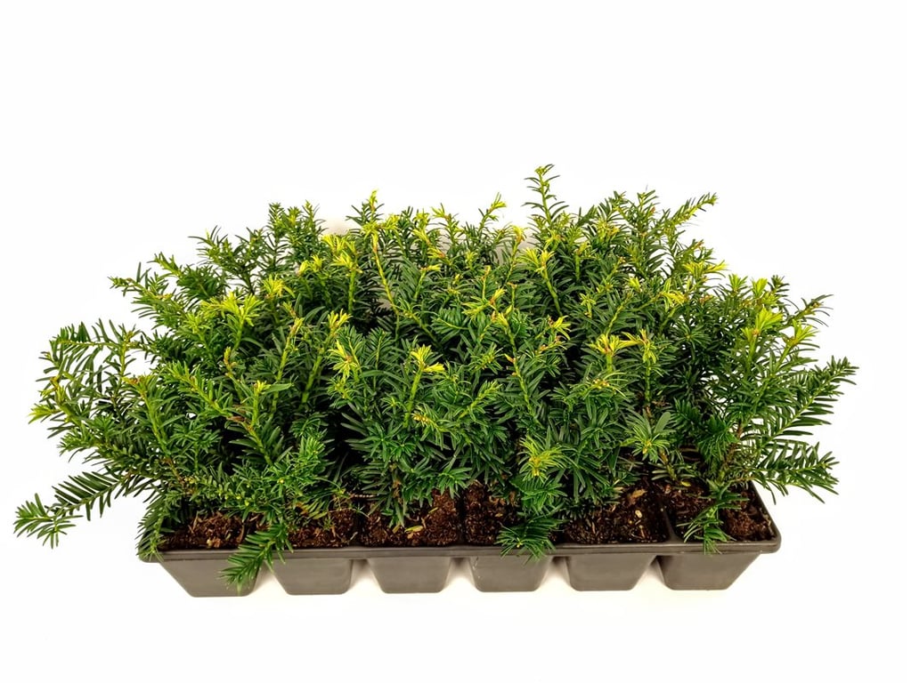 Taxus baccata &