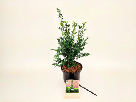 Taxus b. 'Hopken's Gigant'