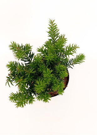 Taxus b. "Repandens"