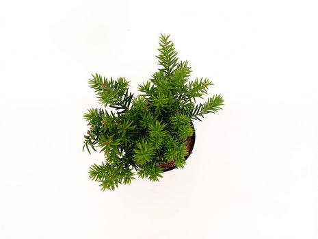 Taxus b. 'Repandens'