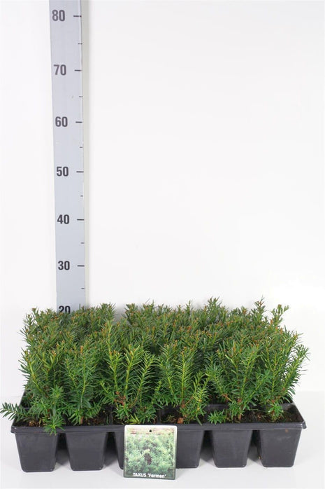 Taxus media 'Farmen'