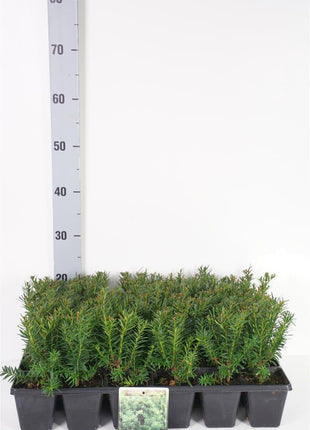 Taxus media 'Farmen'