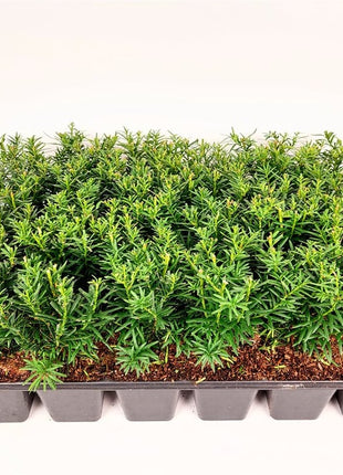 Taxus media 'Farmen'