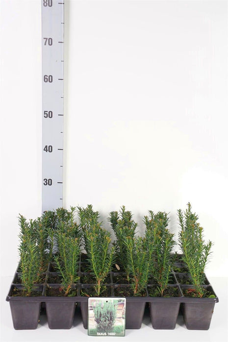 Taxus media 'Hillii'