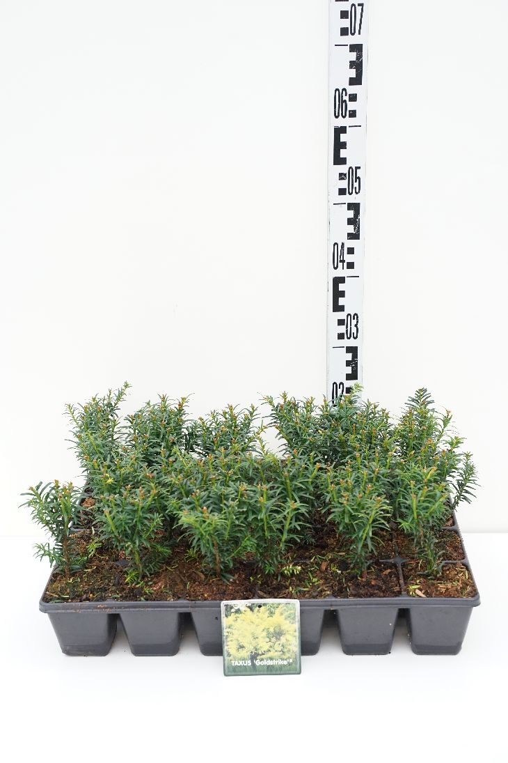 Taxus b. &
