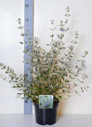 Teucrium fruticans 'Azureum'