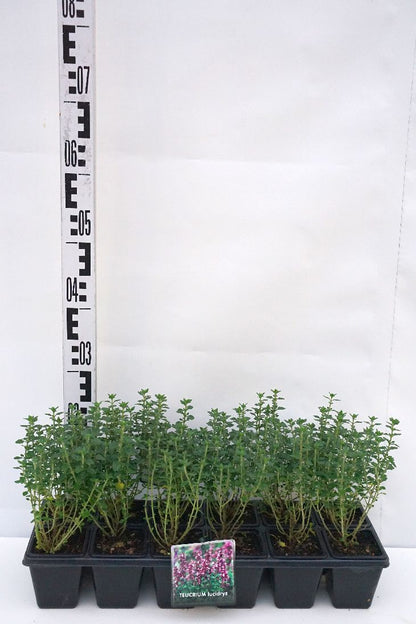 Teucrium lucidrys 9 cm kruka