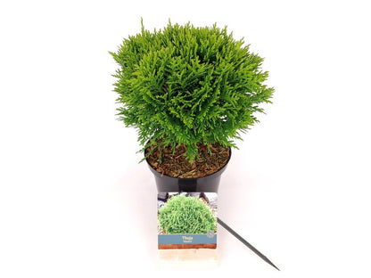Thuja occidentalis &