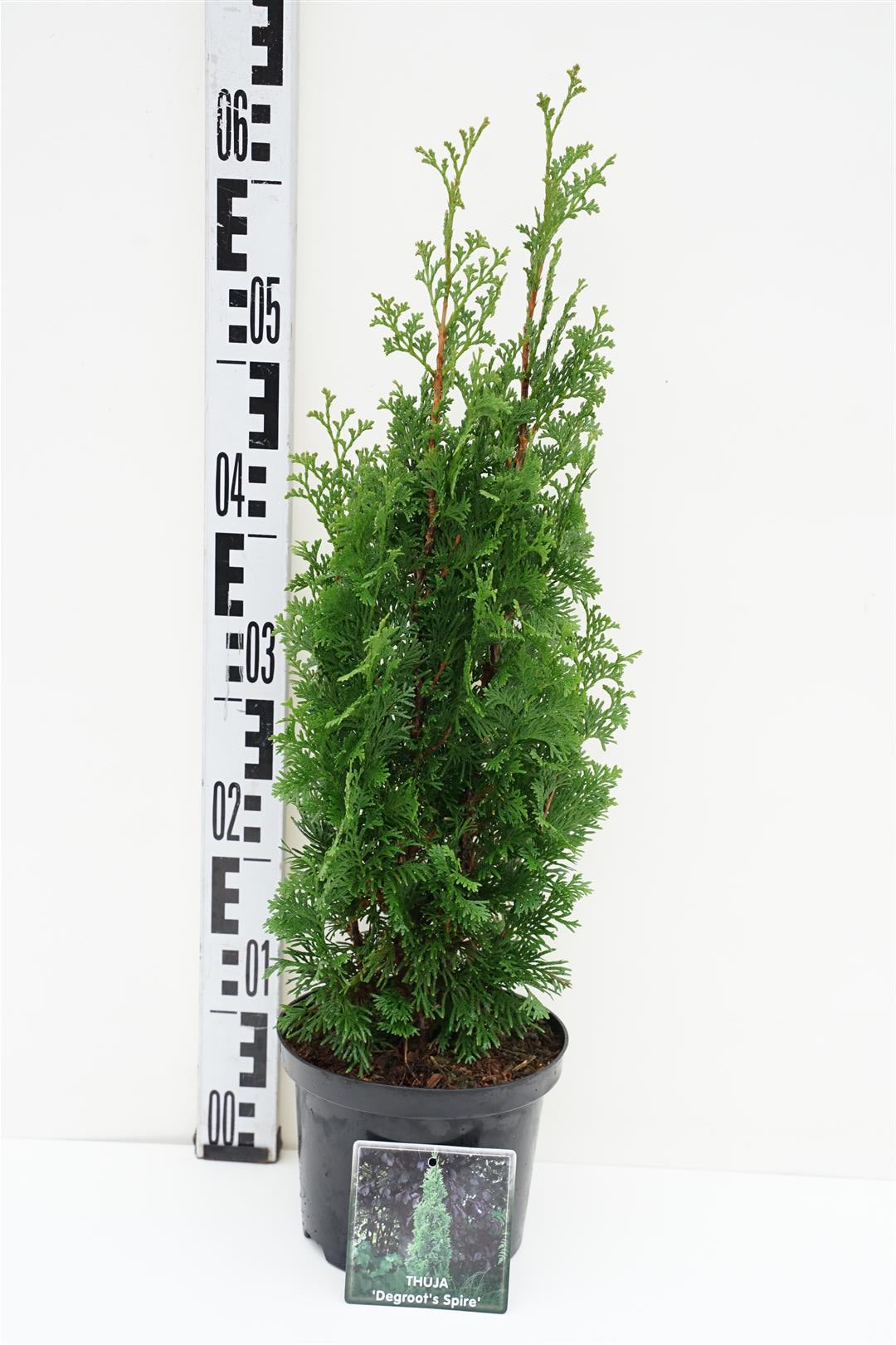 Thuja occidentalis &