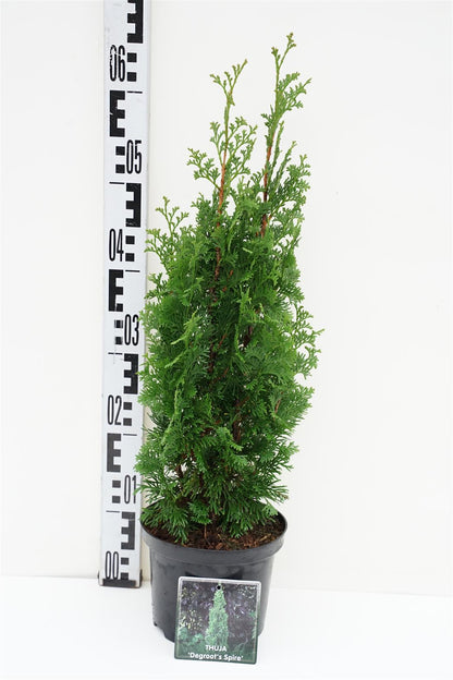 Thuja occidentalis &