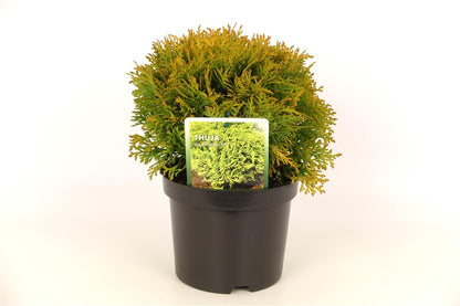Thuja occidentalis &