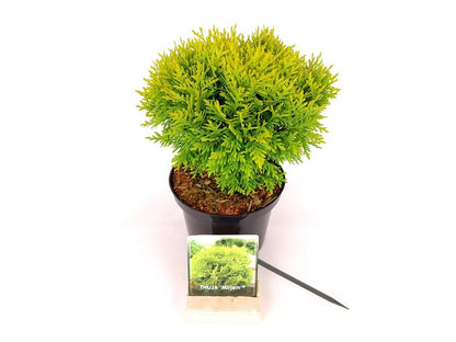 Thuja occidentalis &