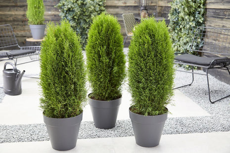 Thuja occ. 'Totem Smaragd'®