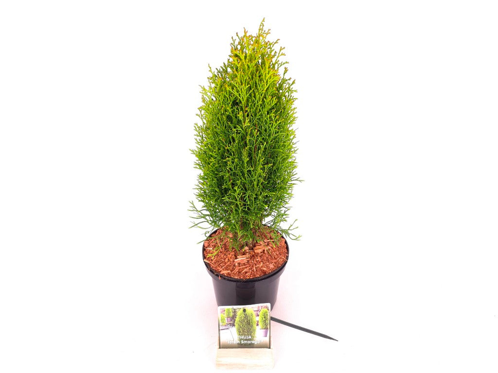 Thuja occidentalis &