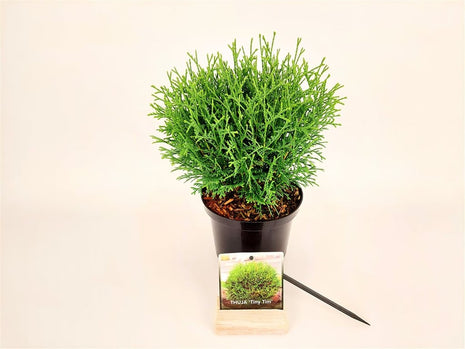 Thuja occ. 'Tiny Tim'