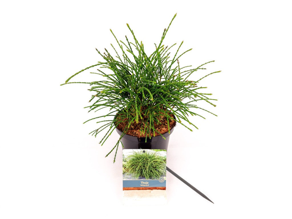 Thuja pl. &