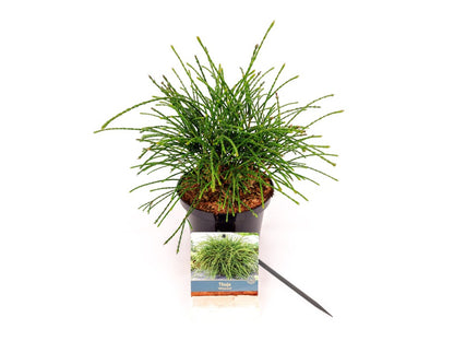 Thuja pl. &