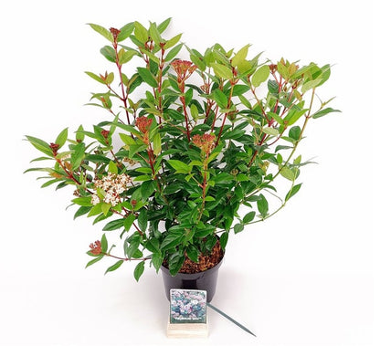 Viburnum tinus &