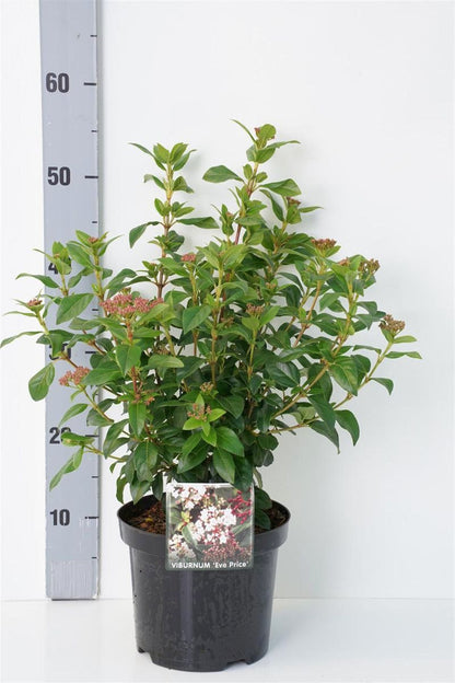 Viburnum tinus &