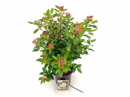 Viburnum tinus &