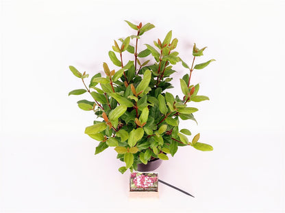 Viburnum tinus &