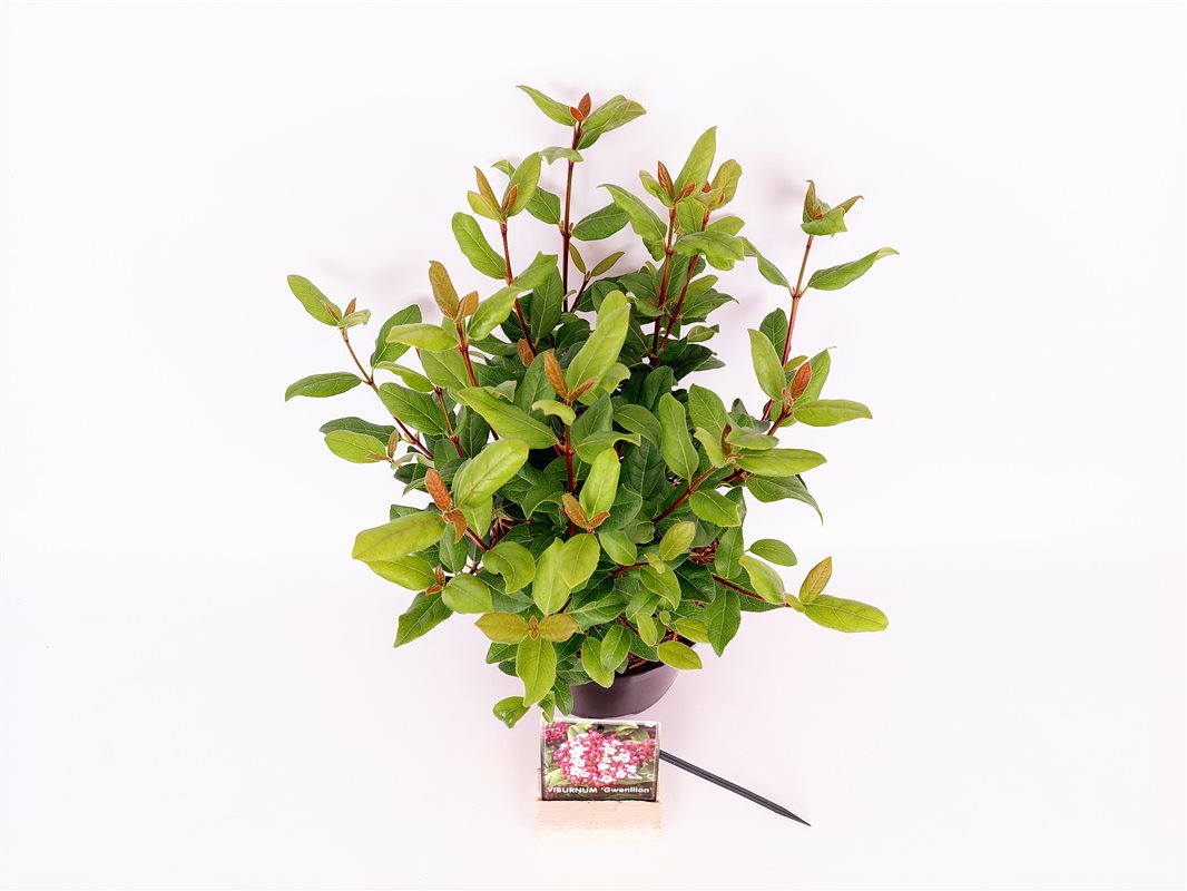 Viburnum tinus &