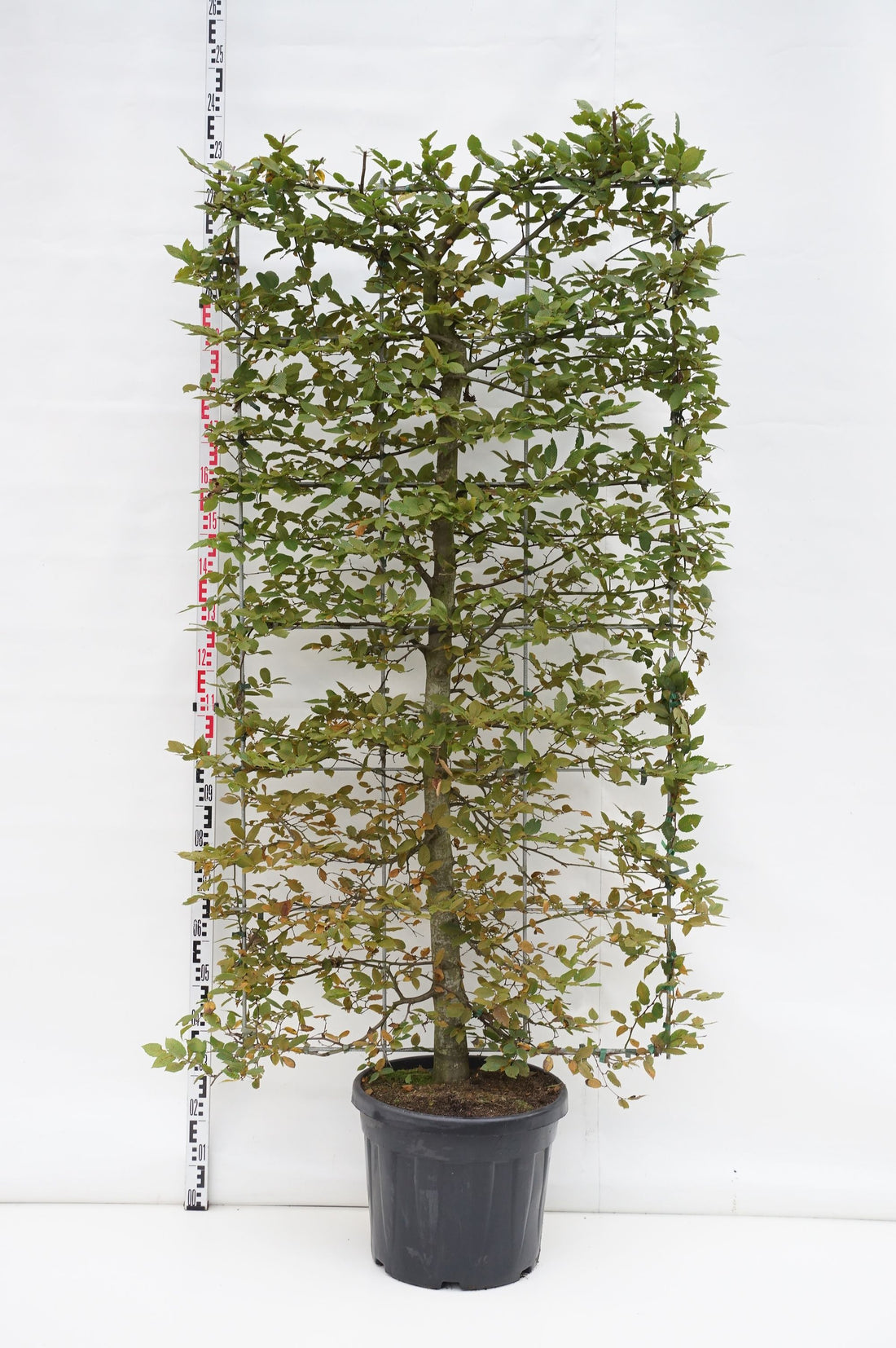 Avenbok betulus (espalier) - C45 ESPALIER