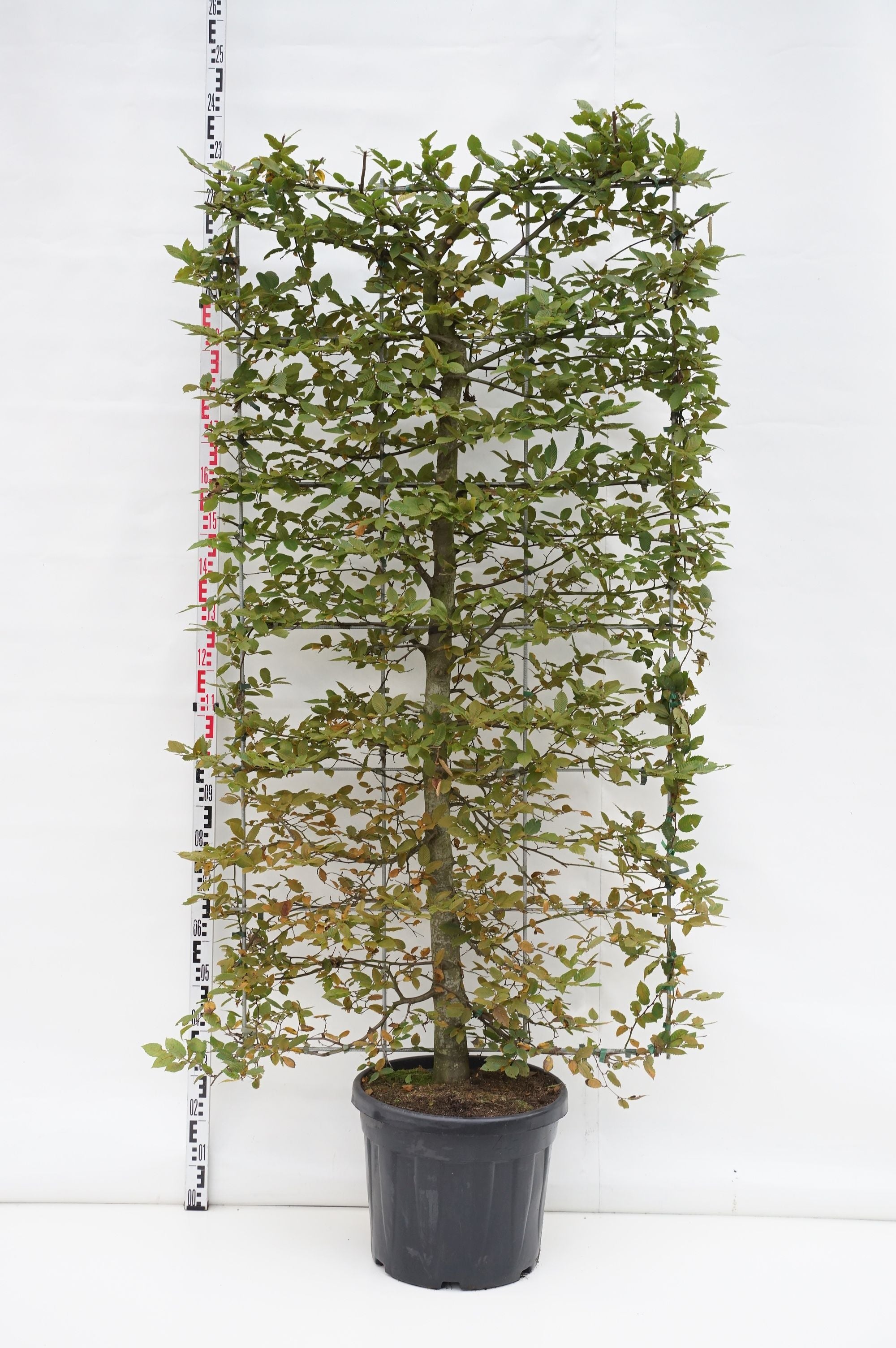 Avenbok betulus (espalier) - C45 ESPALIER