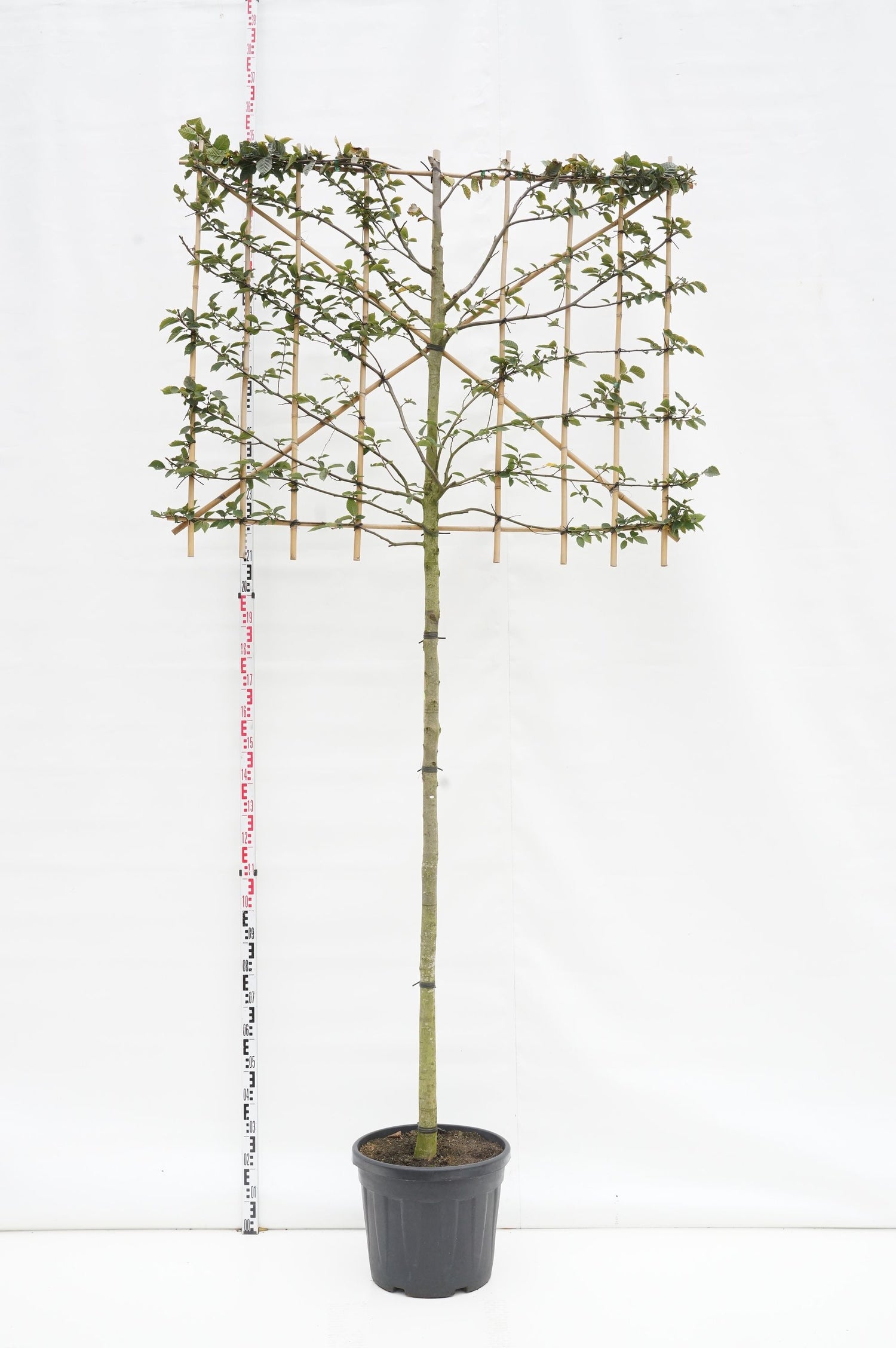 Avenbok betulus (espalier) - 180 ST 12-14 CM C70