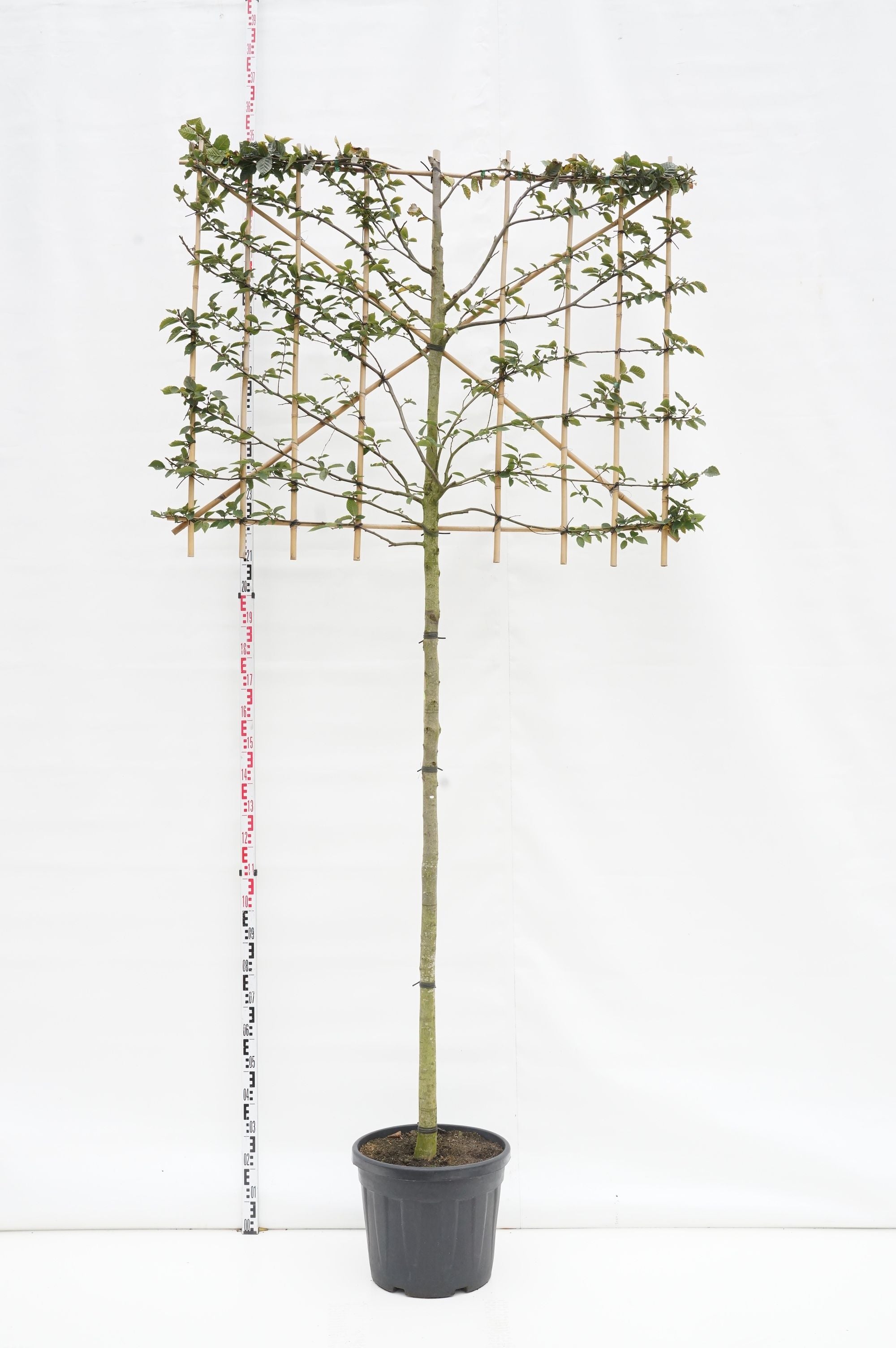Avenbok betulus (espalier) - 180 ST 12-14 CM C70