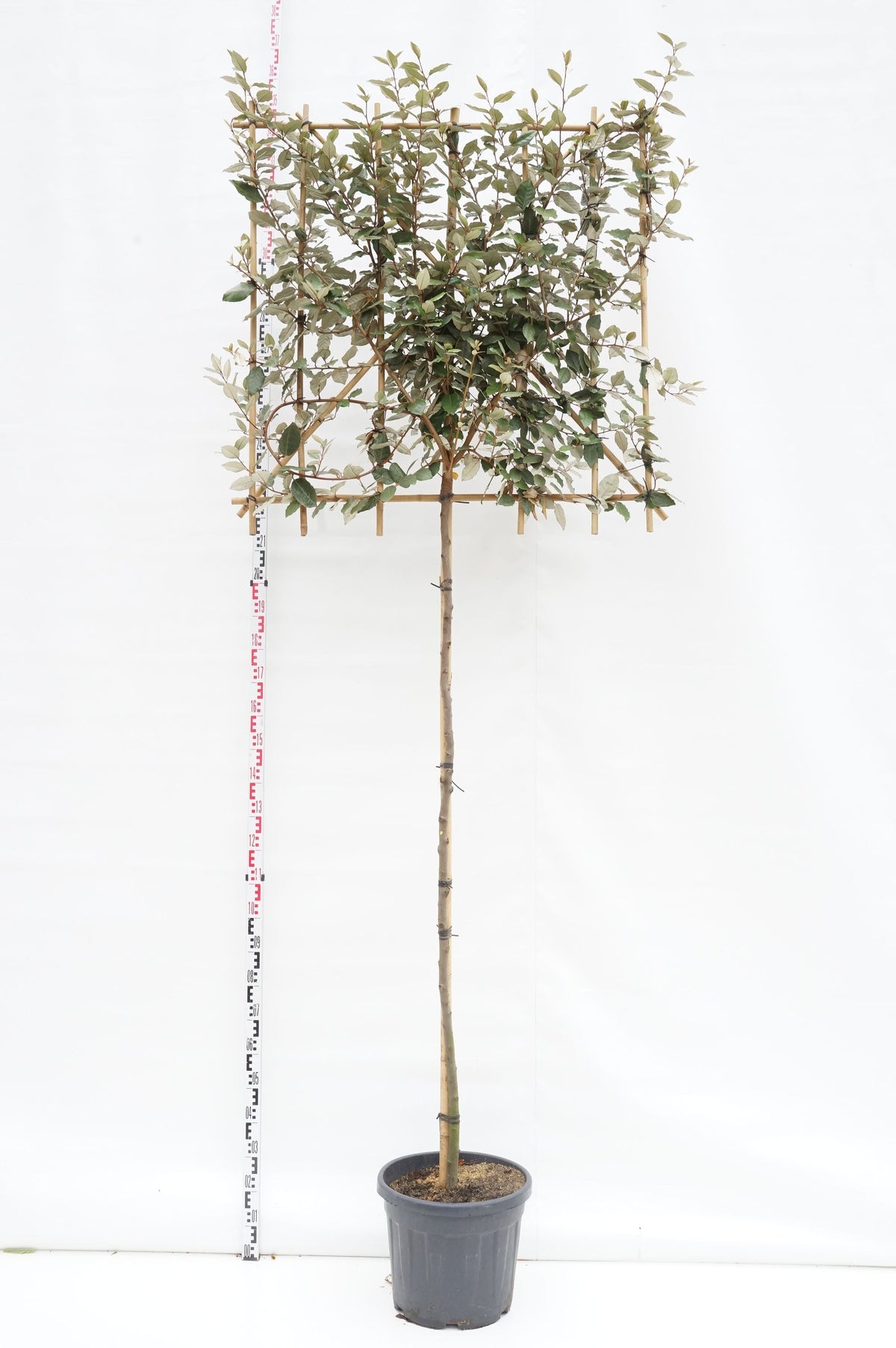 Elaeagnus ebb. &