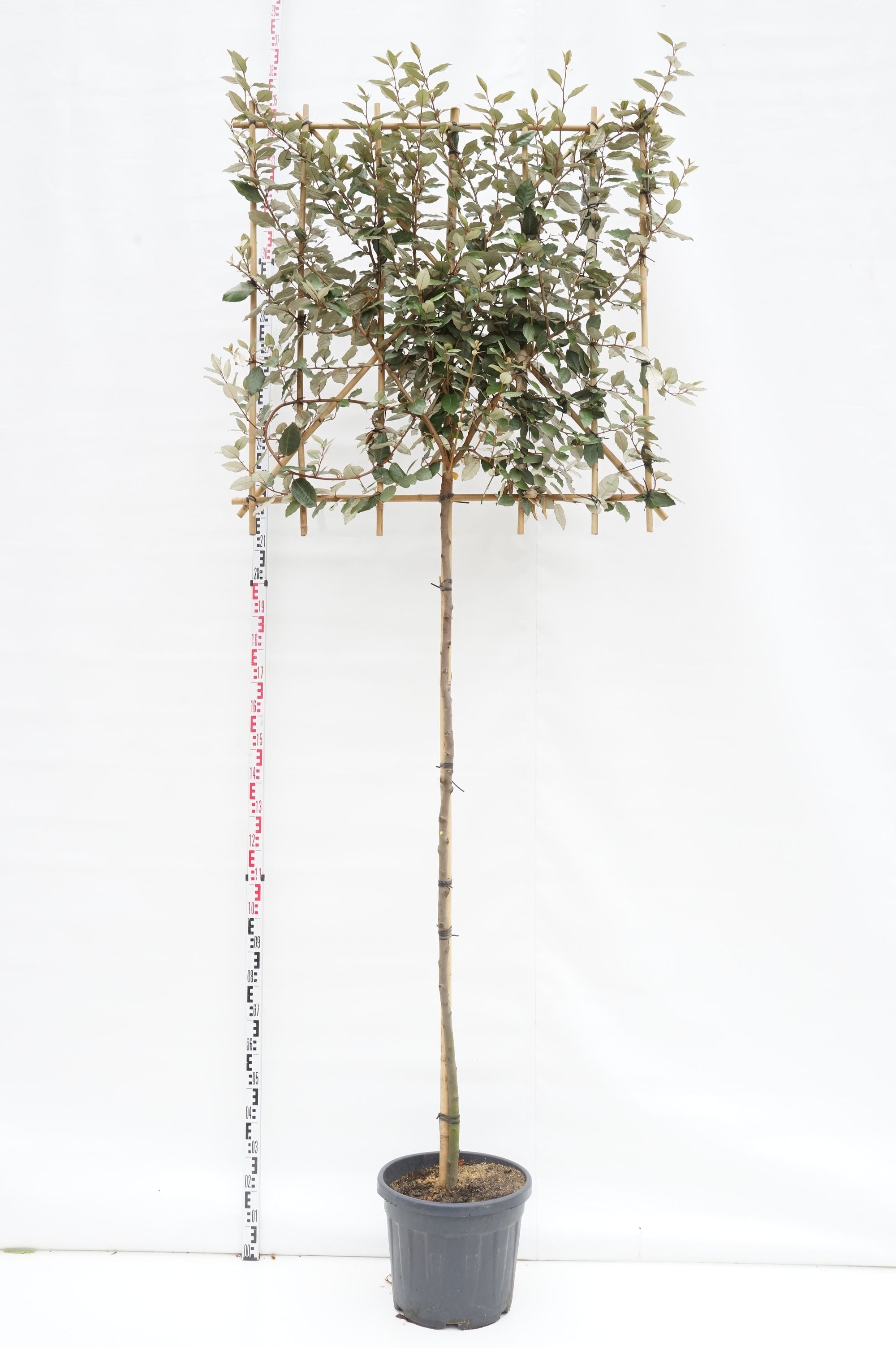 Elaeagnus ebb. &