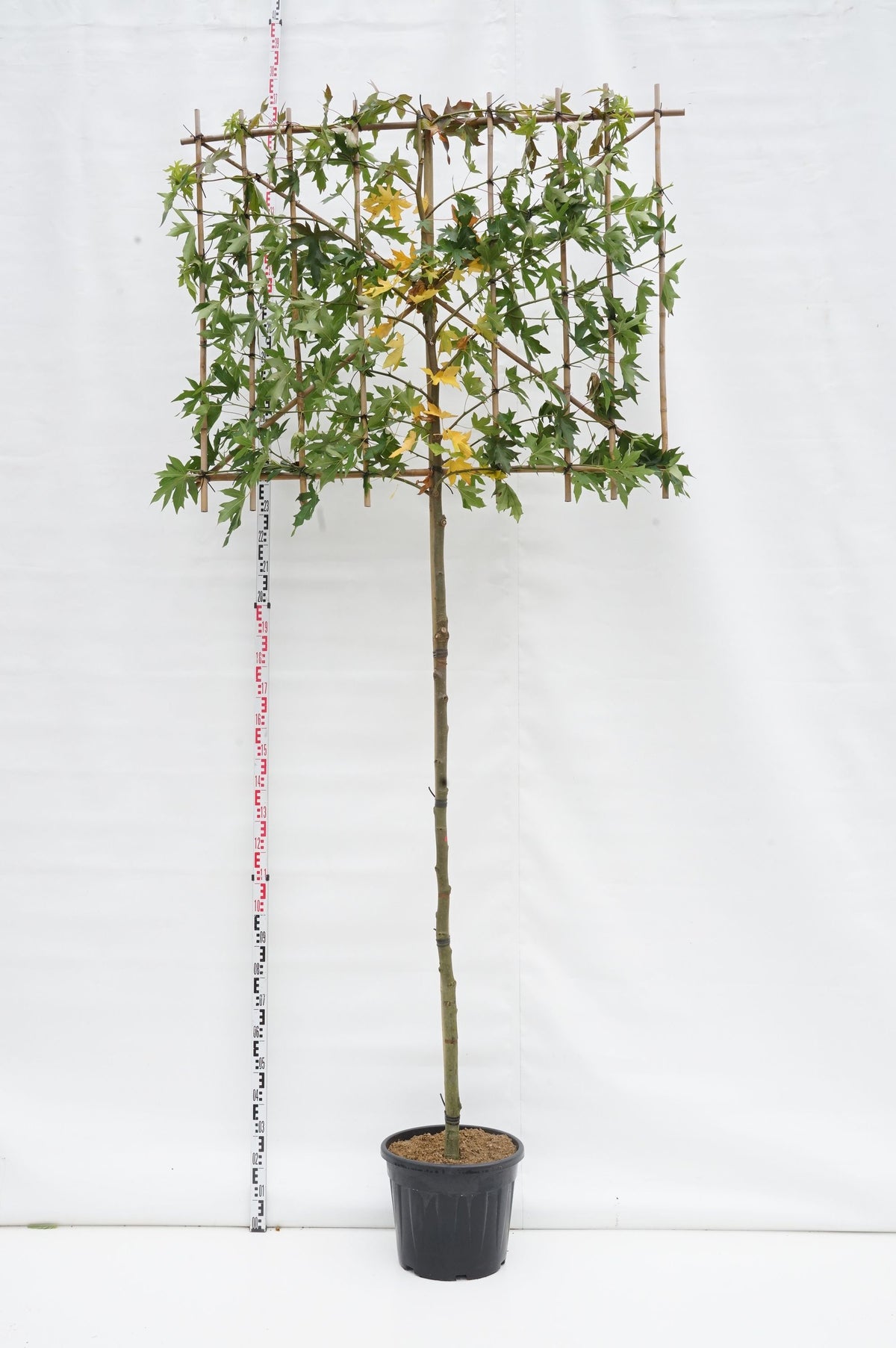 Liquidambar st. &
