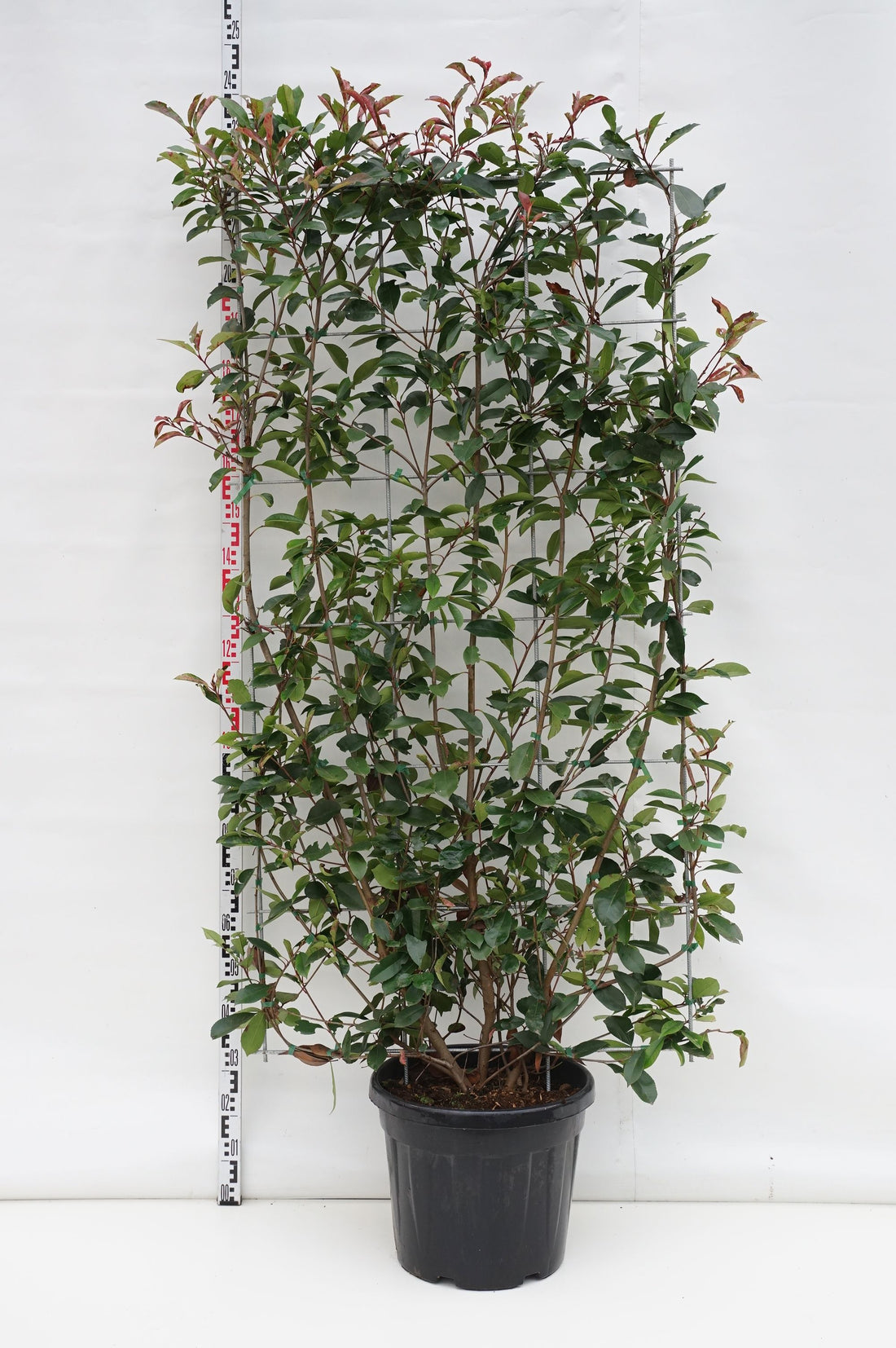 Glansmispel fraseri &