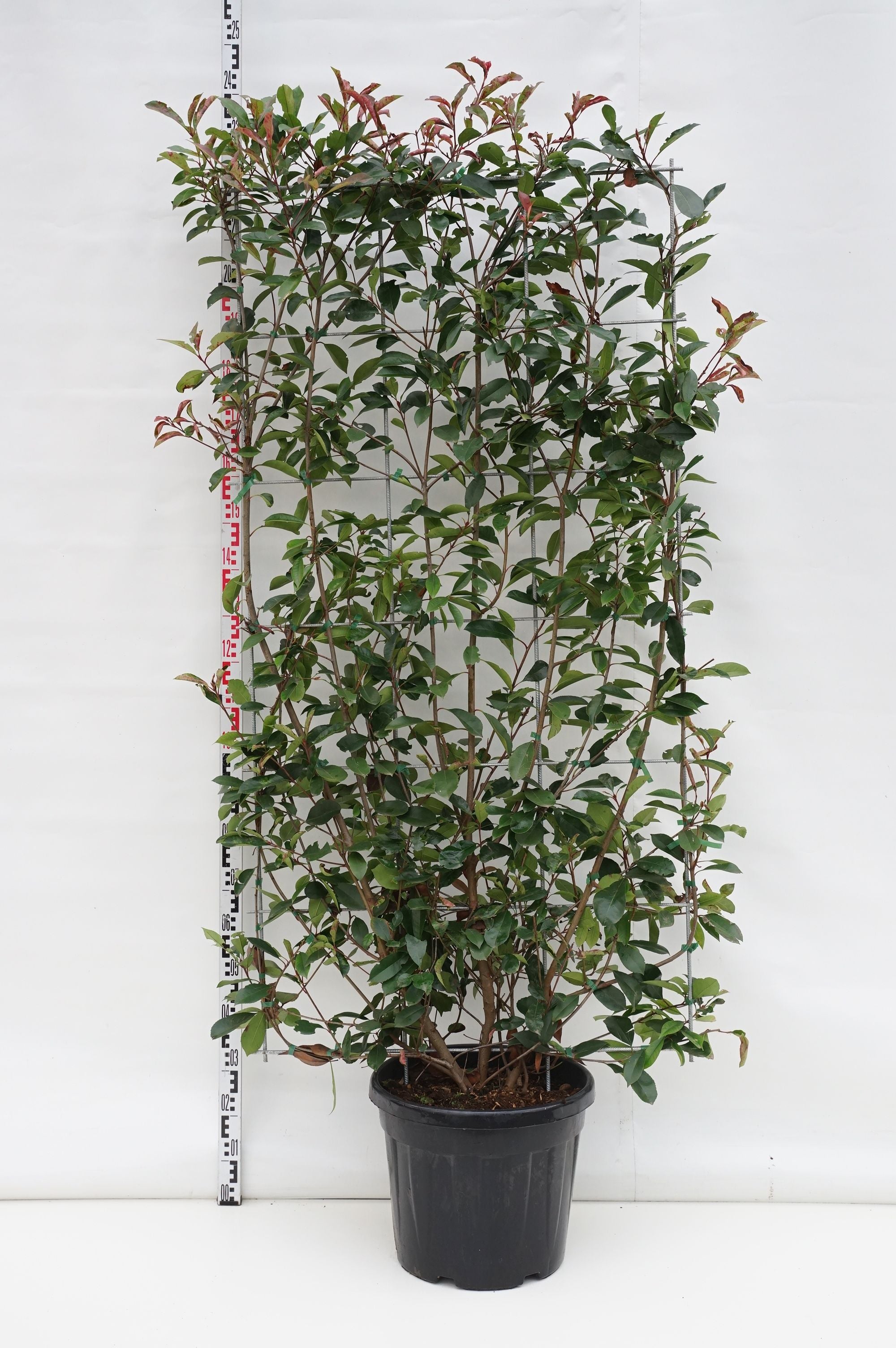 Glansmispel fraseri &