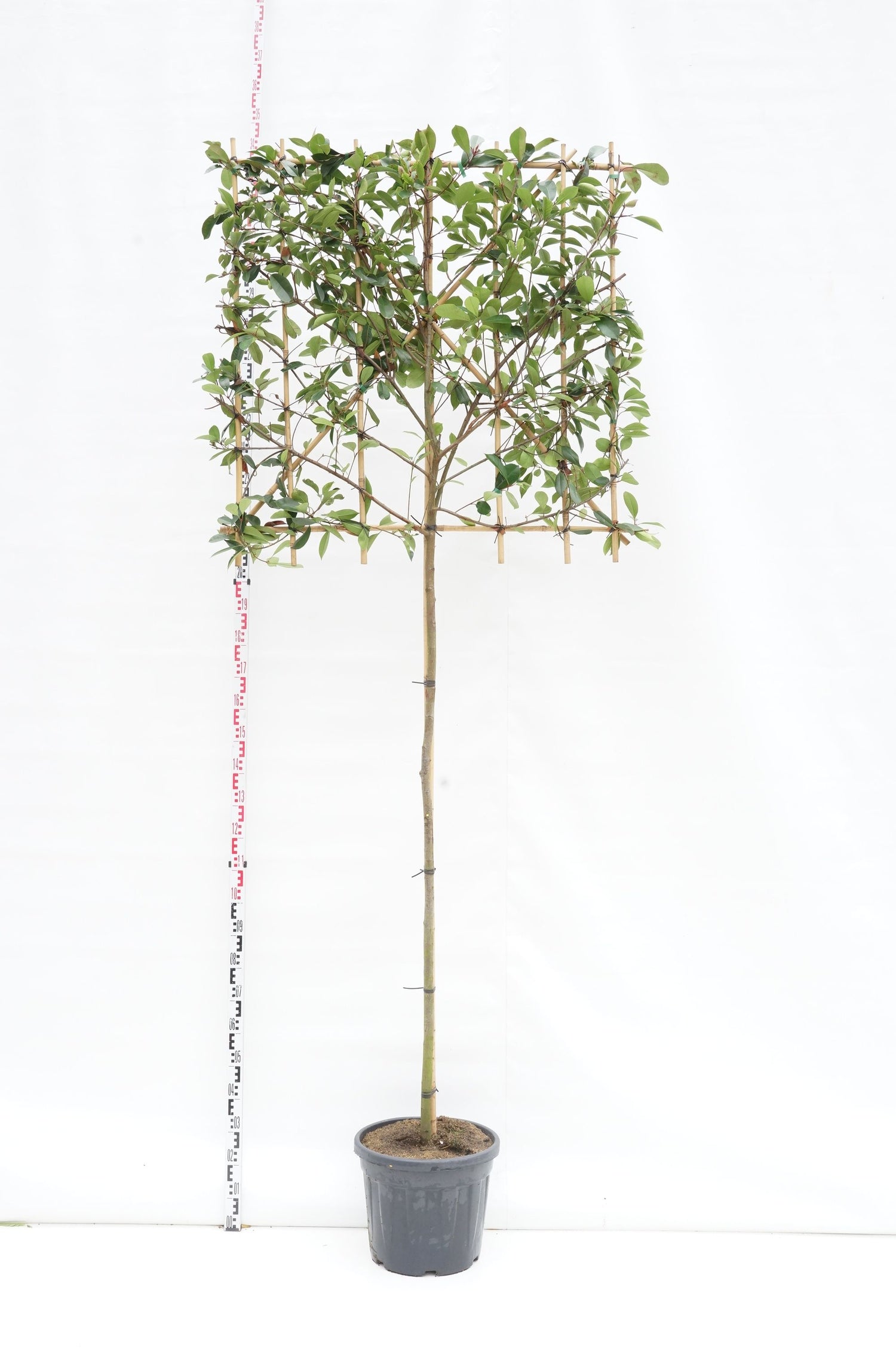 Photinia fraseri &