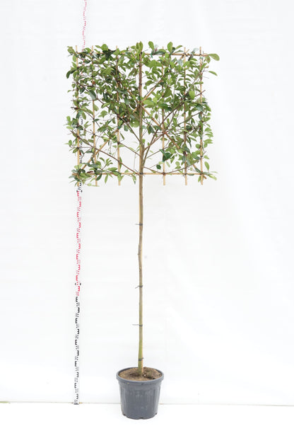 Photinia fraseri &