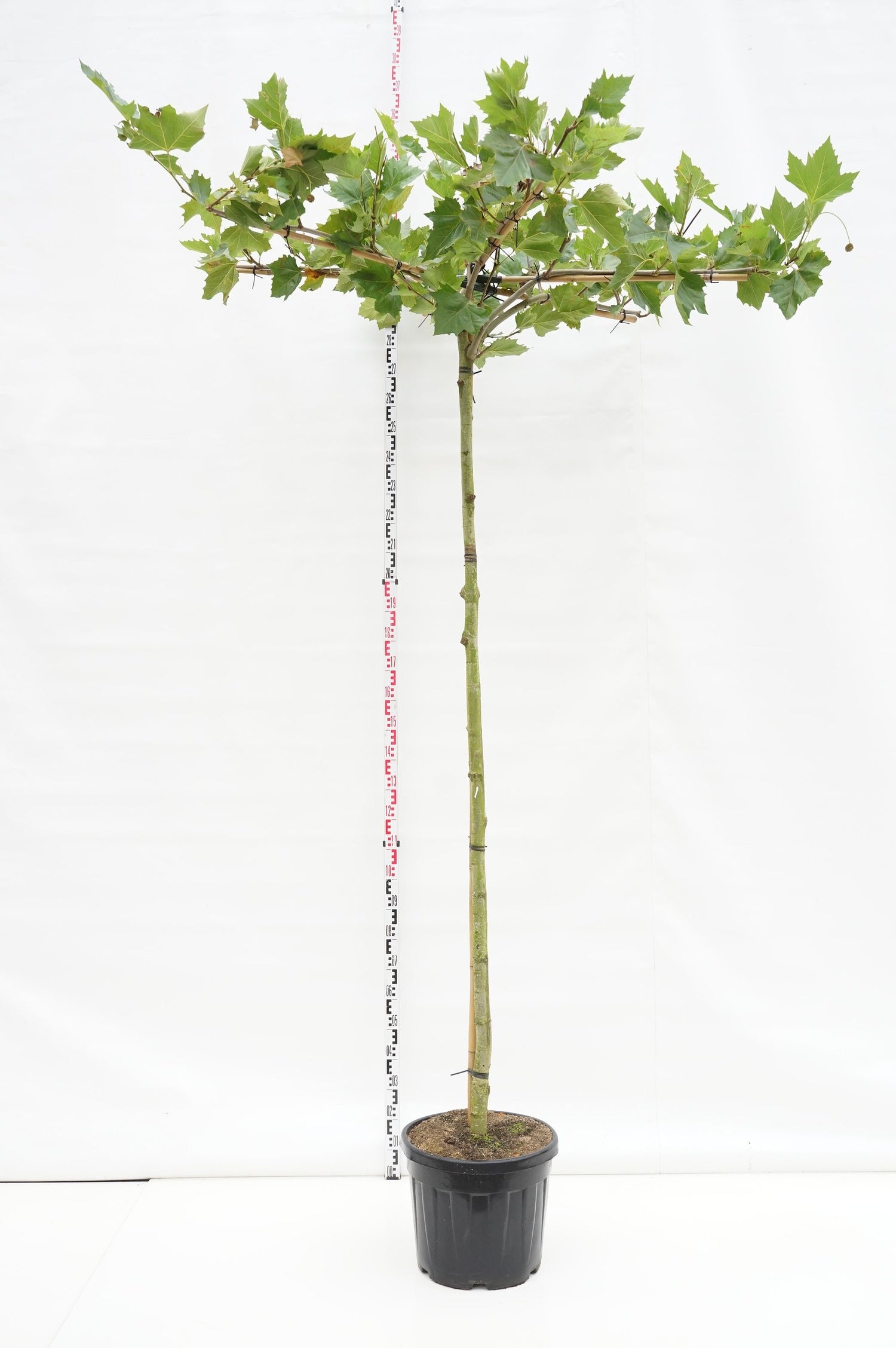 Platanus hispanica (takformad) stam 240 cm, omfång 16-18 cm, C50 (50 liters kruka)