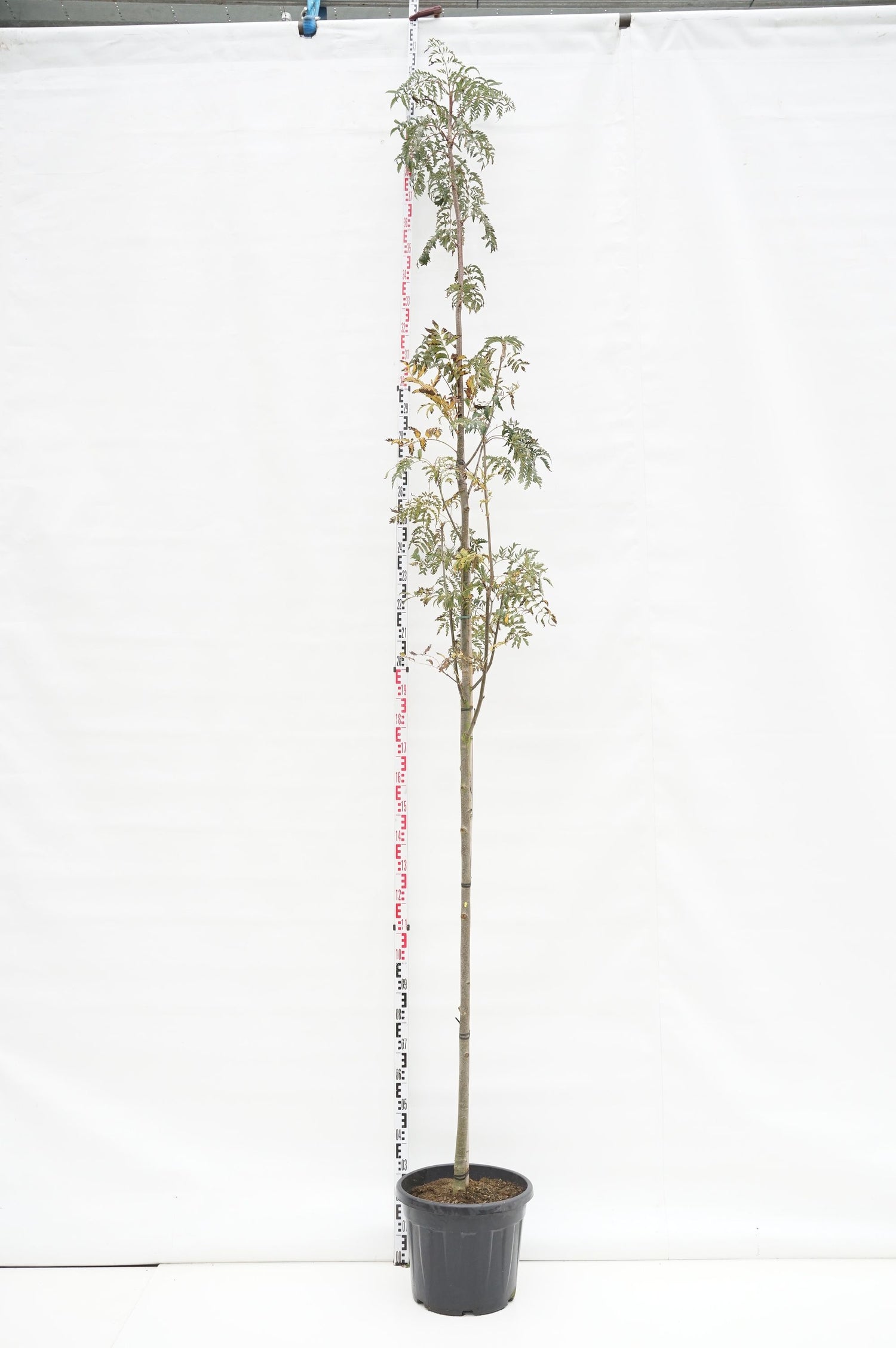 Sorbus auc. &