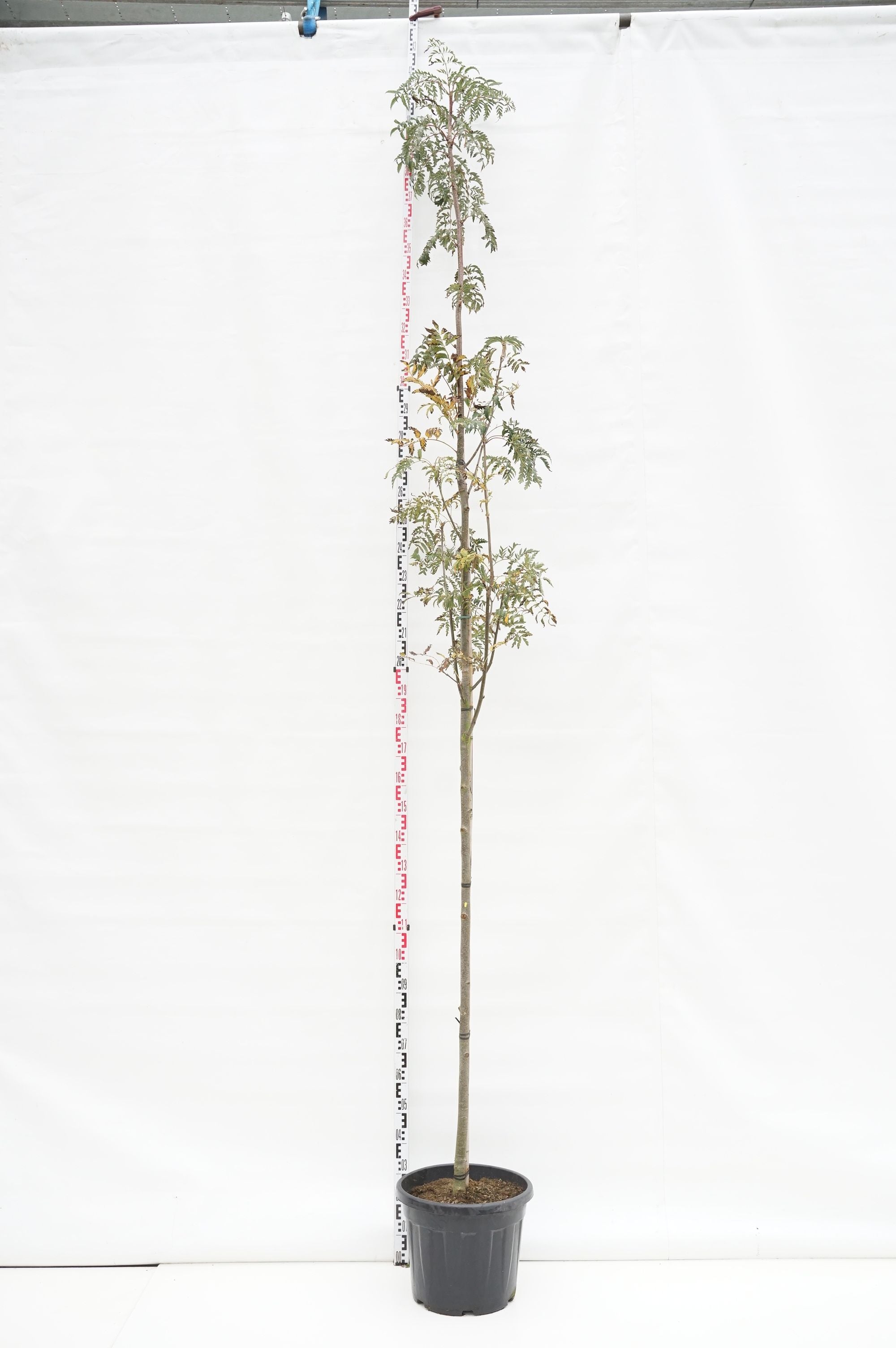 Sorbus aucuparia &